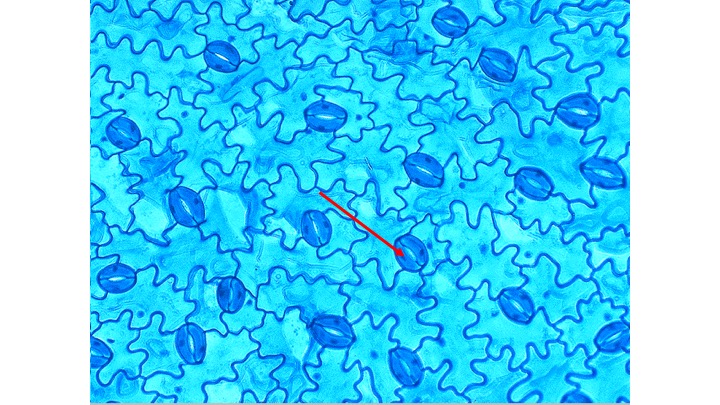 <p><span>What tissue system does the cell indicated by the arrow cell belong to?</span></p><ul><li><p>Vascular</p></li><li><p>Ground</p></li><li><p>Dermal</p></li></ul><p></p>