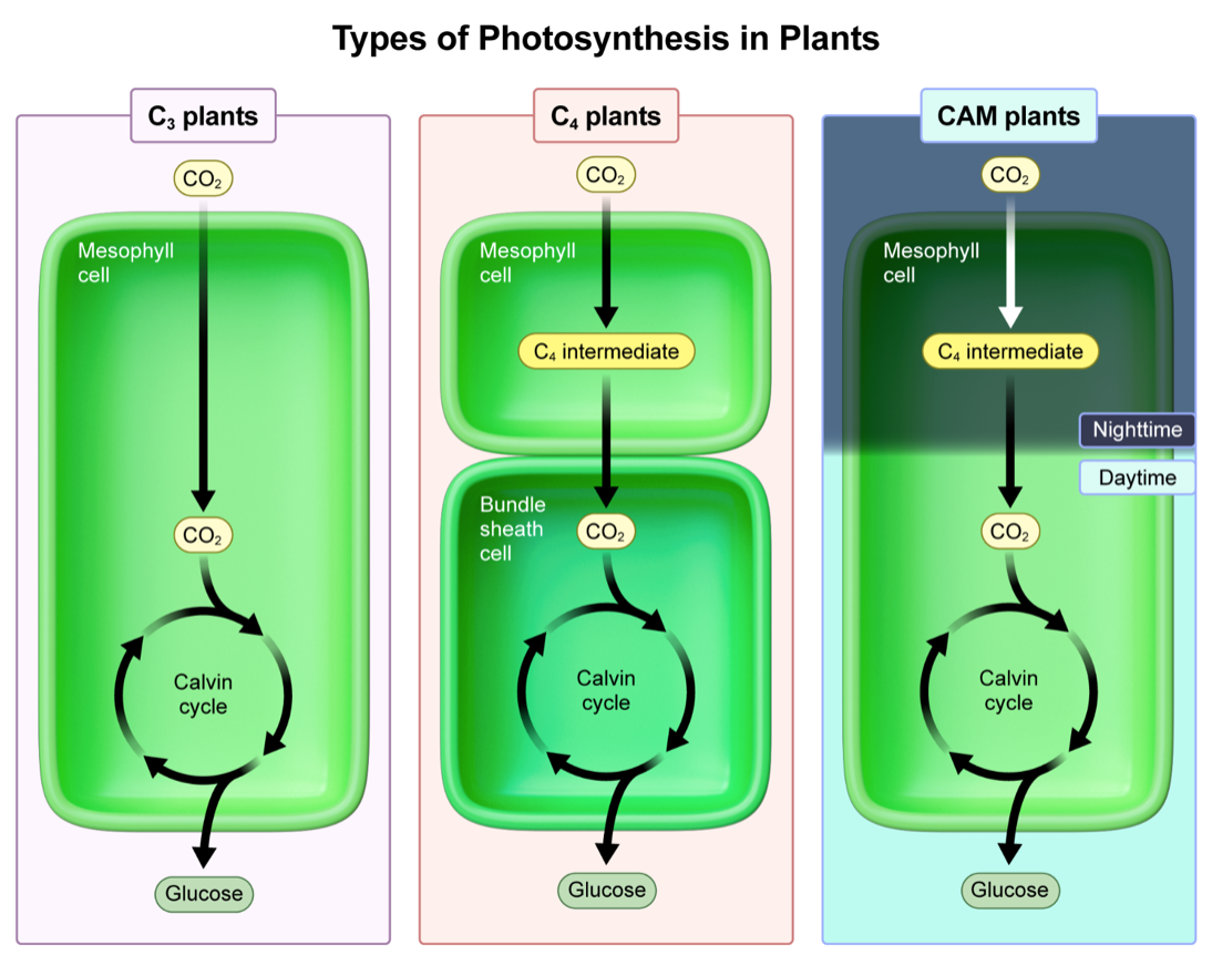<p><strong>temporal isolation | </strong>to prevent water loss in hot environments, crassulacean acid metabolism (CAM) plants close their stomata during the day and open their stomata at night (temporal isolation)</p>