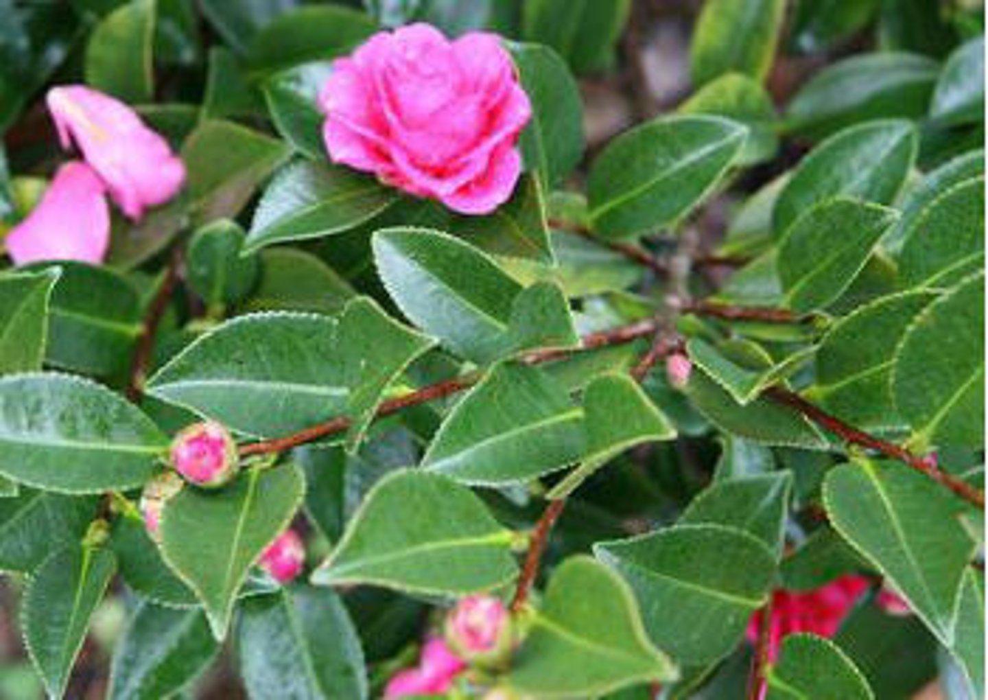 <p>Camellia sasanqua</p>