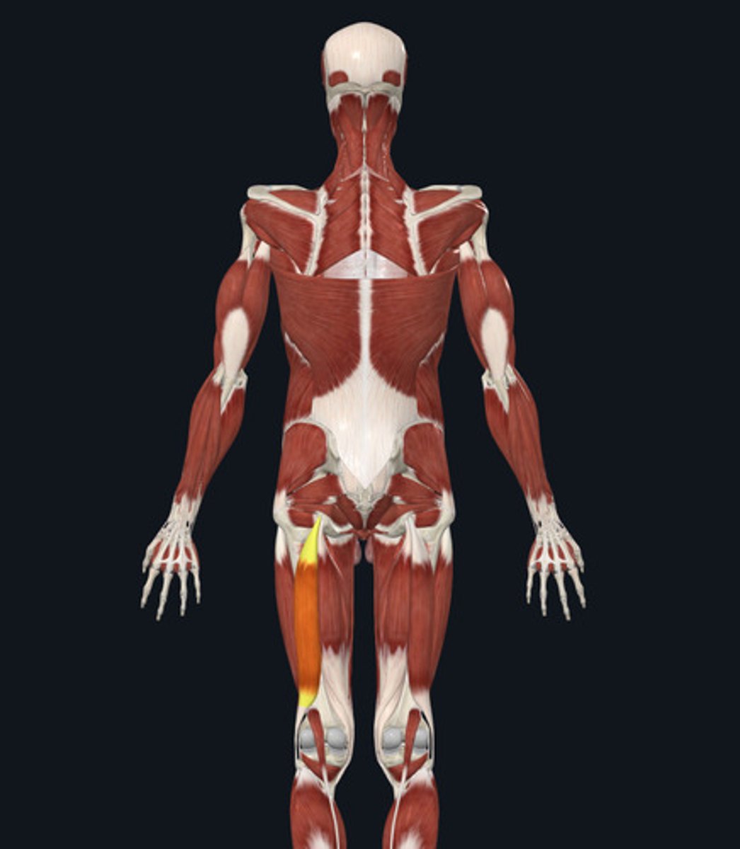 <ul><li><p><u>Origin:</u>&nbsp;Ischium &amp; femur</p></li><li><p><u>Insertion:</u>&nbsp;Fibula</p></li><li><p><u>Action:</u>&nbsp;Knee flexion</p></li></ul><p></p>