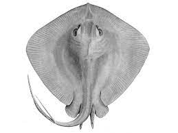Sting and eagle rays 