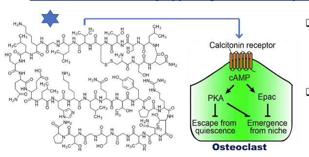 <p>The main function of _________ is to lower blood calcium levels by inhibiting bone resorption and increases calcium excretion through the kidneys </p>