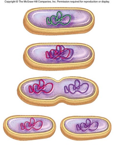 The process by which cell division occurs in prokaryotic cells.
