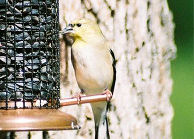 <p>Identify the species shown:&nbsp;</p>