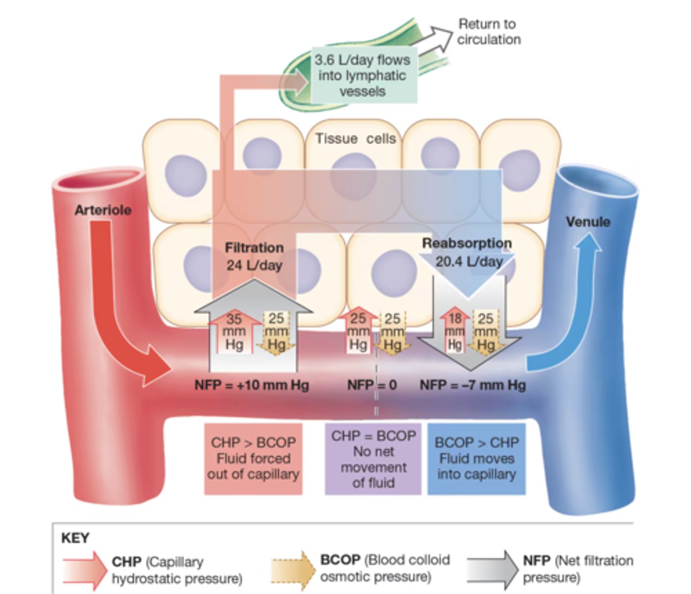 <p>plasma proteins do not leave the bloodstream, maintaining steady osmotic pressure</p>