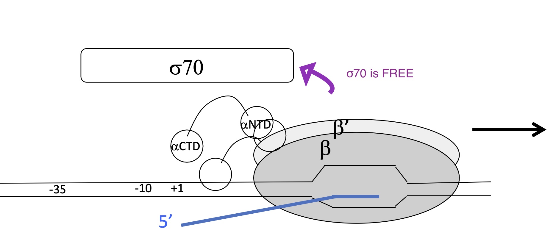 <ul><li><p>After 10bp have been transcribes the&nbsp;σ70 sub-unit dissociated from core enzyme&nbsp;</p></li><li><p>RNA pol/Core enzyme is no longer fixated to the promoter&nbsp;</p></li><li><p>RNA pol/Core enzyme moves down DNA and Strats elongation w/ complementary base pairing</p></li></ul><p></p>