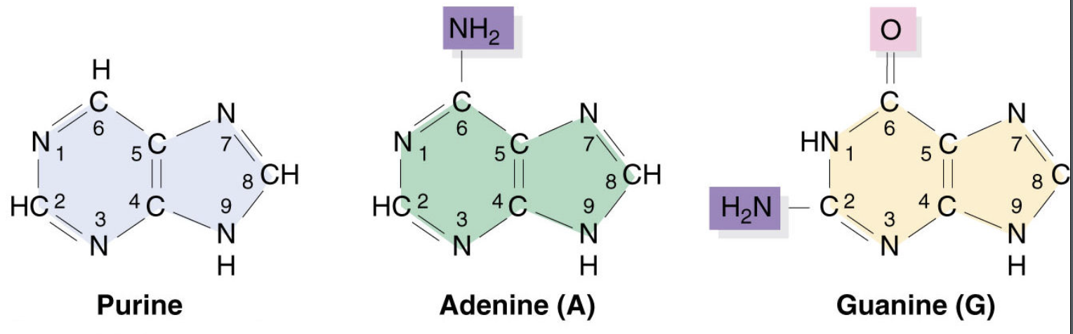 <p>Are double ringed nitrogenous found in DNA and RNA, including adenine and guanine. </p>
