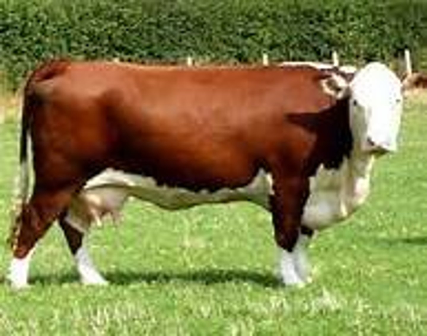 <p>- Beef production<br>- Red or black with a white face, crest and dewlap<br>- Good beef sire for dairy herds as easy calving<br>- Passes white face onto offspring</p>