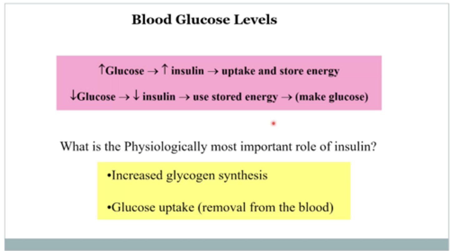 <p>Increasing glycogen synthesis and promoting glucose uptake from the blood.</p>