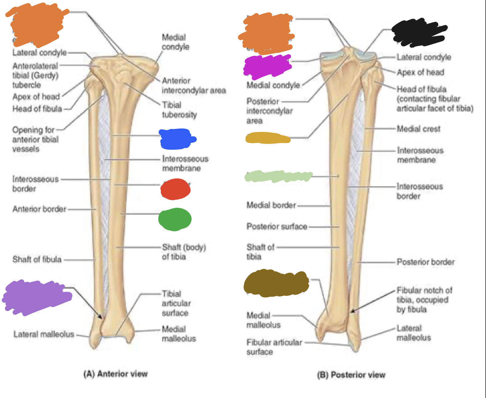 <p>tibia: light green </p>