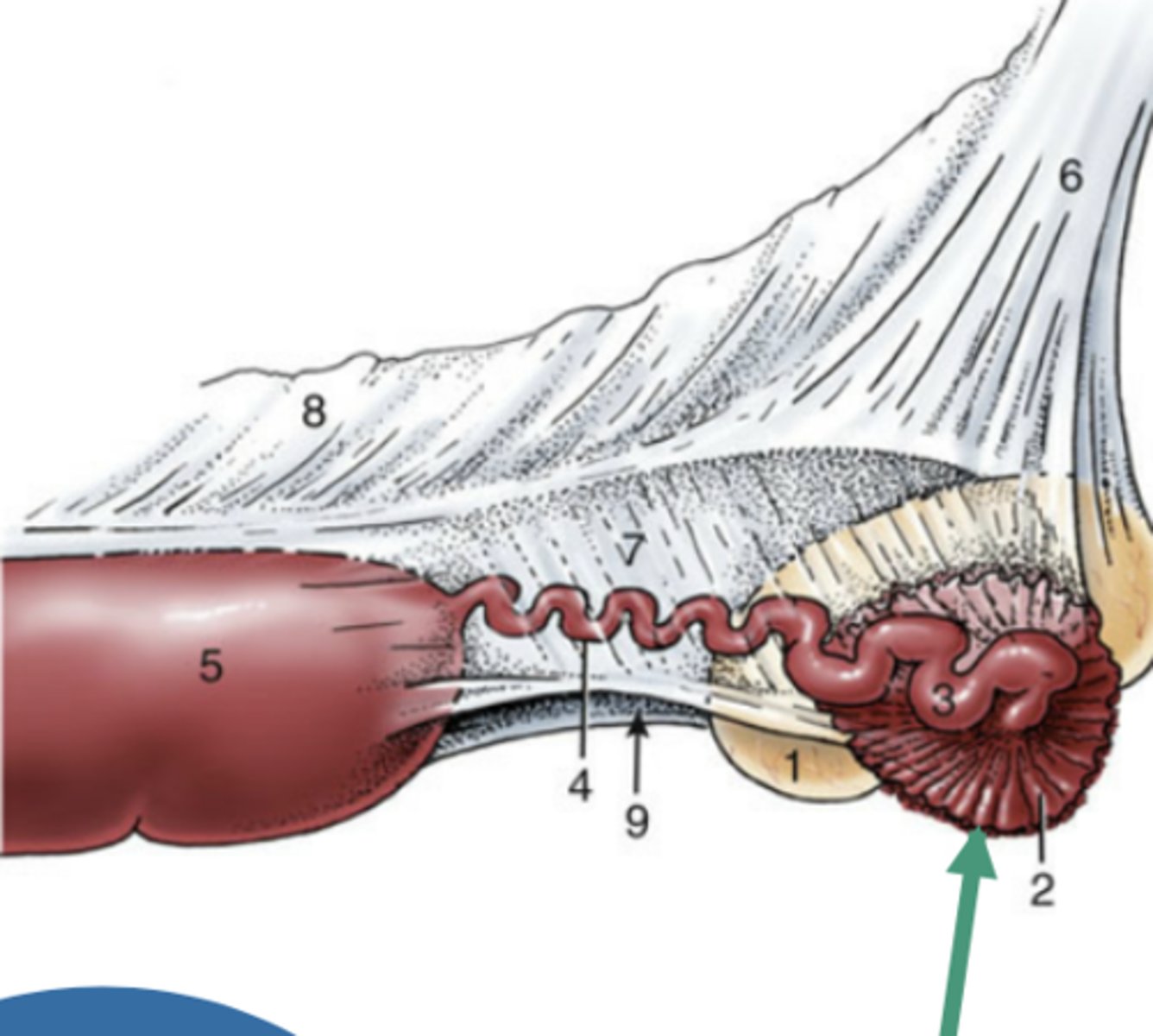 <p>-part of the uterine tube closest to the ovary</p><p>-funnel</p><p>-catchers mitt</p><p>- very thin-walled</p><p>-contains fimbriae: finger like projections that come into contract with ovary to collect the ovum</p>