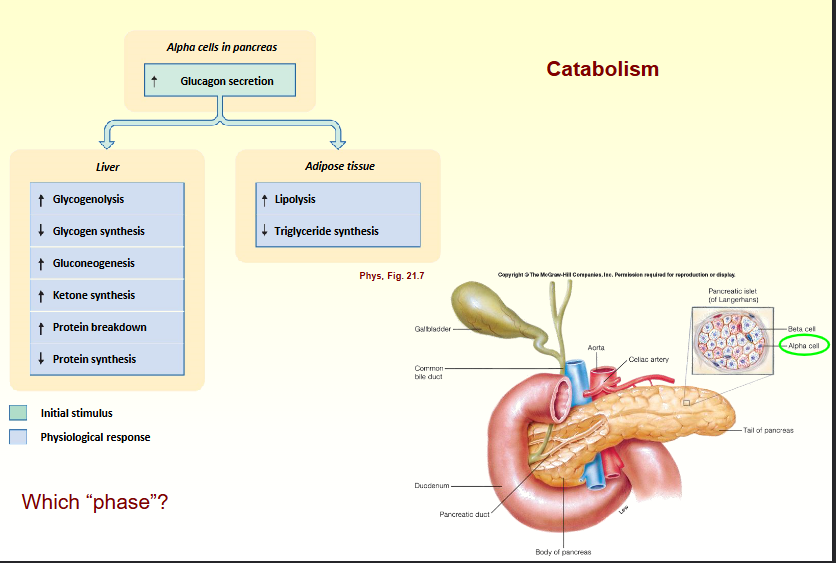 <p>Catabolism</p>