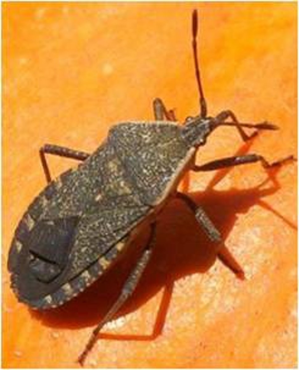 <p>True Bug</p>