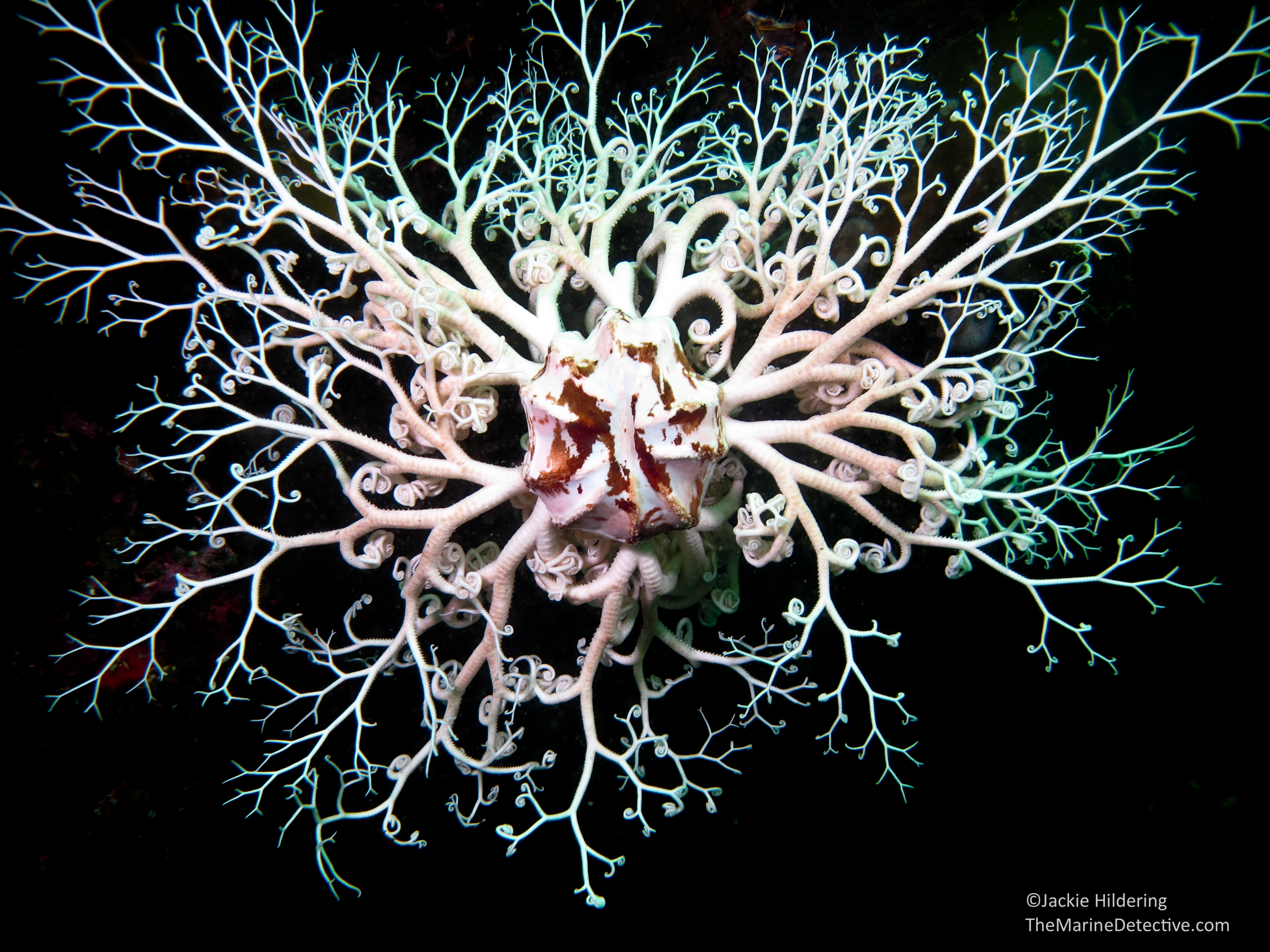 <p> = Basket Stars<br>- branched and curly arms, move in all directions<br>- vertebral ossicles- universal joints, can switch from left and right to up and down<br>- mutable connective tissues lock arms to allow filter feeding and keep arms from raging currents</p>