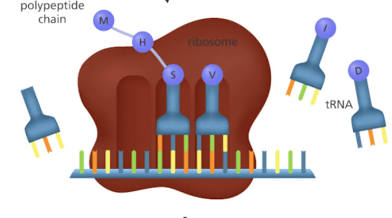 <p>In cytoplasm, at ribosomes, mRNA code is translated into amino acids, tRNA brings the correct amino acid to build the protein</p>