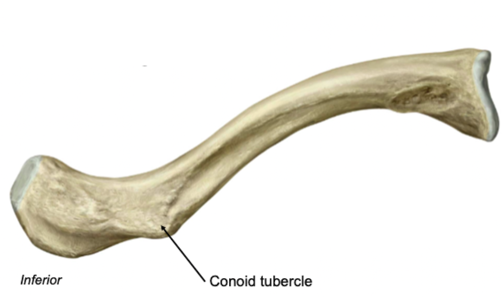 <p><strong>Clavicle - Inferior View</strong></p><p>Rough inferior surface</p><ul><li><p>Attachment sites for muscles and ligaments</p></li></ul>