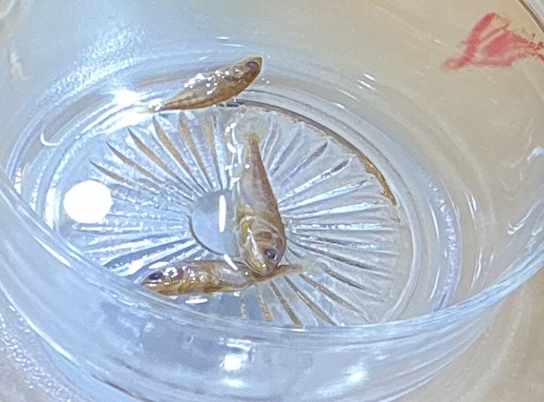 <p>Name the order</p>