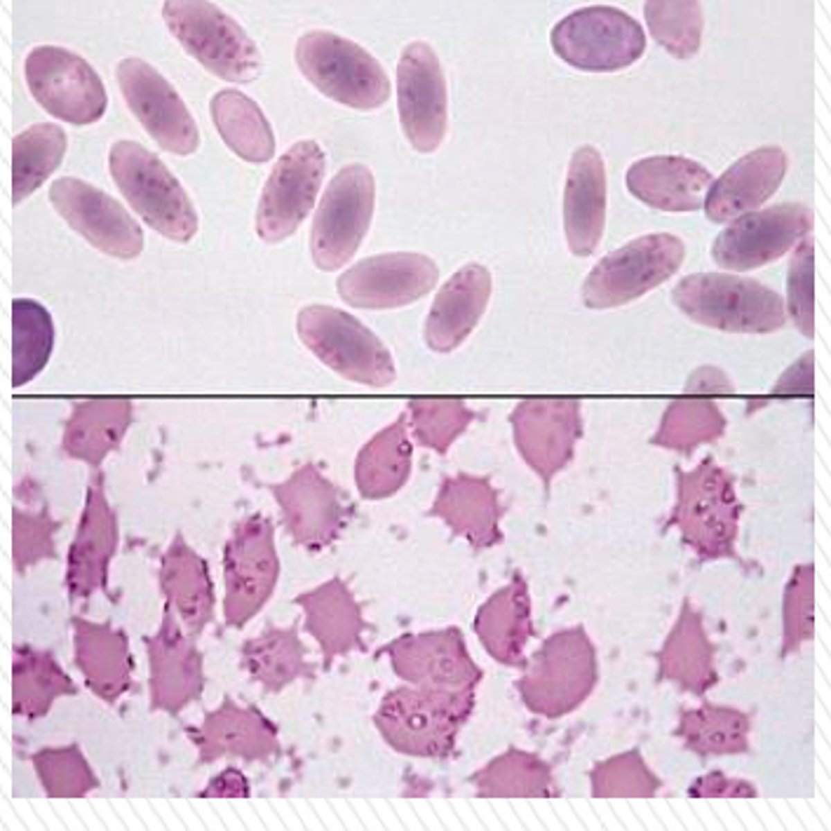 <p>Pleomorphic</p><p>Affects the respiratory and reproductive systems</p><p>Causes coughing, infertility, and urinary infections</p>