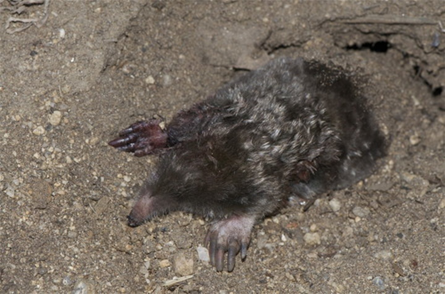 <p>(n.) a small animal with dark fur that lives under the ground; a unit for measuring molecules</p>