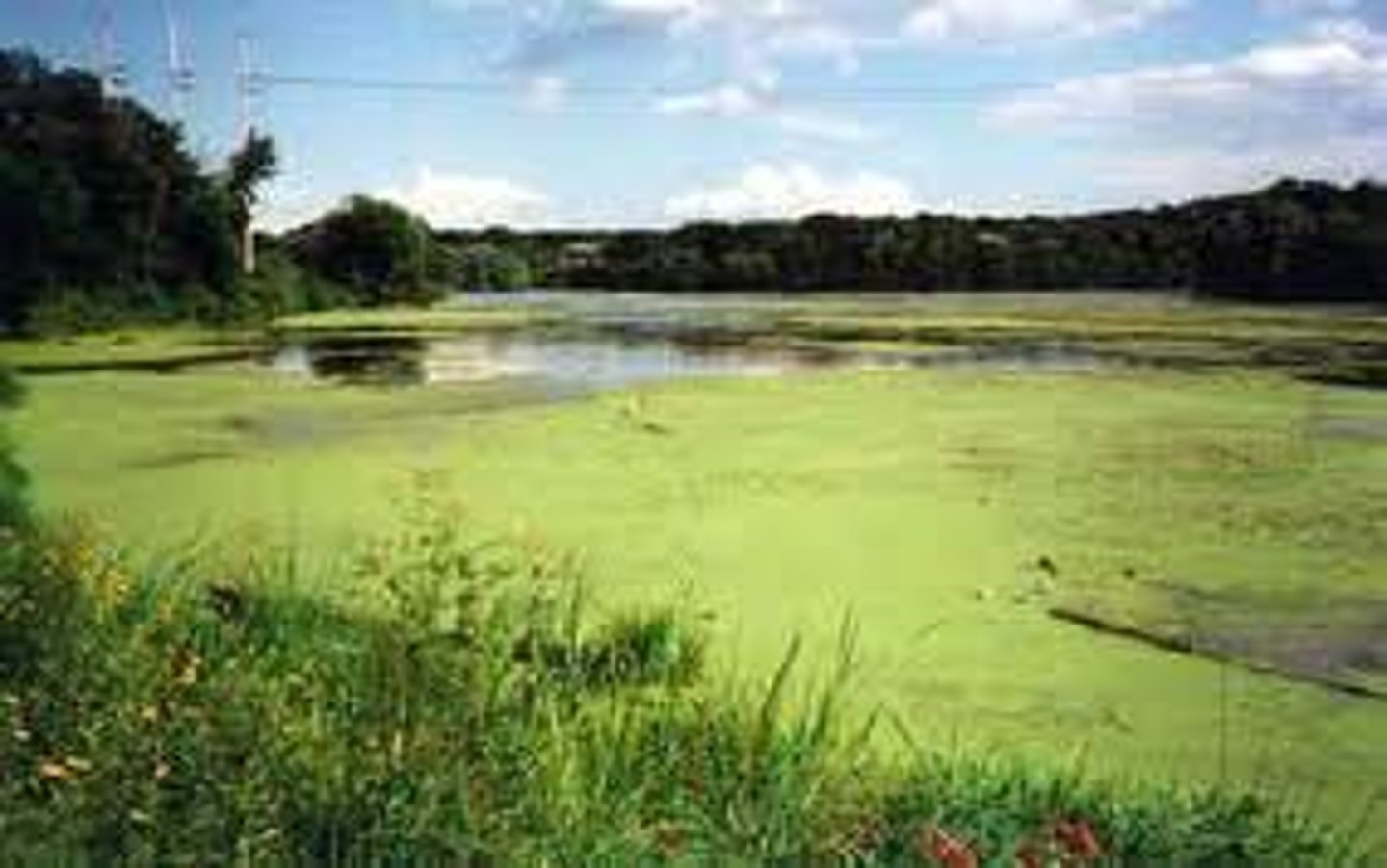 <p>The rapid growth of a population of algae</p>