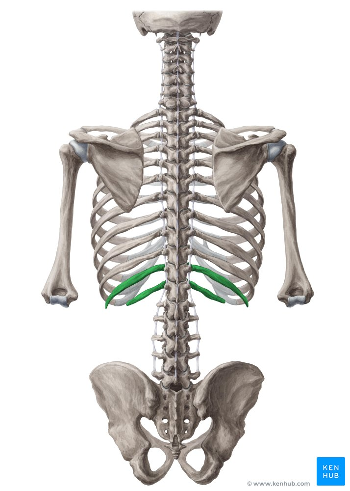 <p>last two ribs, no front connection to sternum </p>