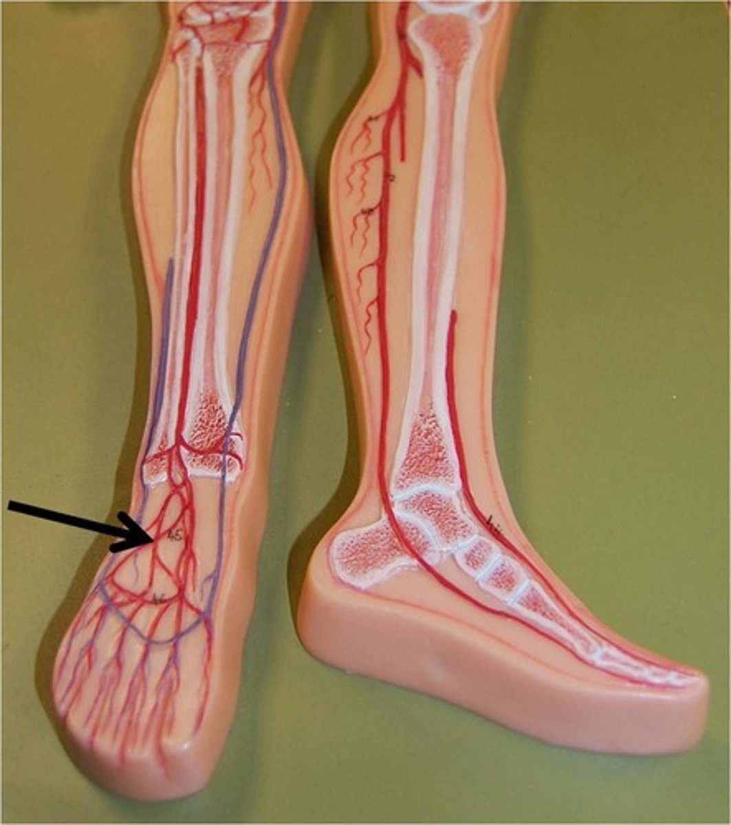 <p>top of foot</p>