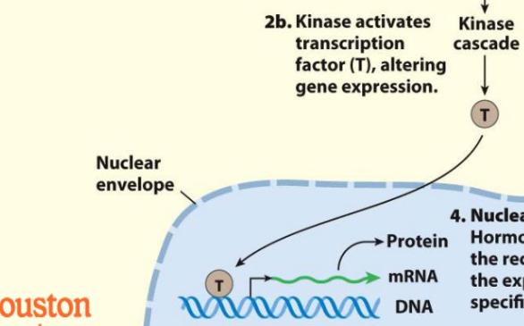 <p>Kinase activates activation factor (T), altering gene expression</p>