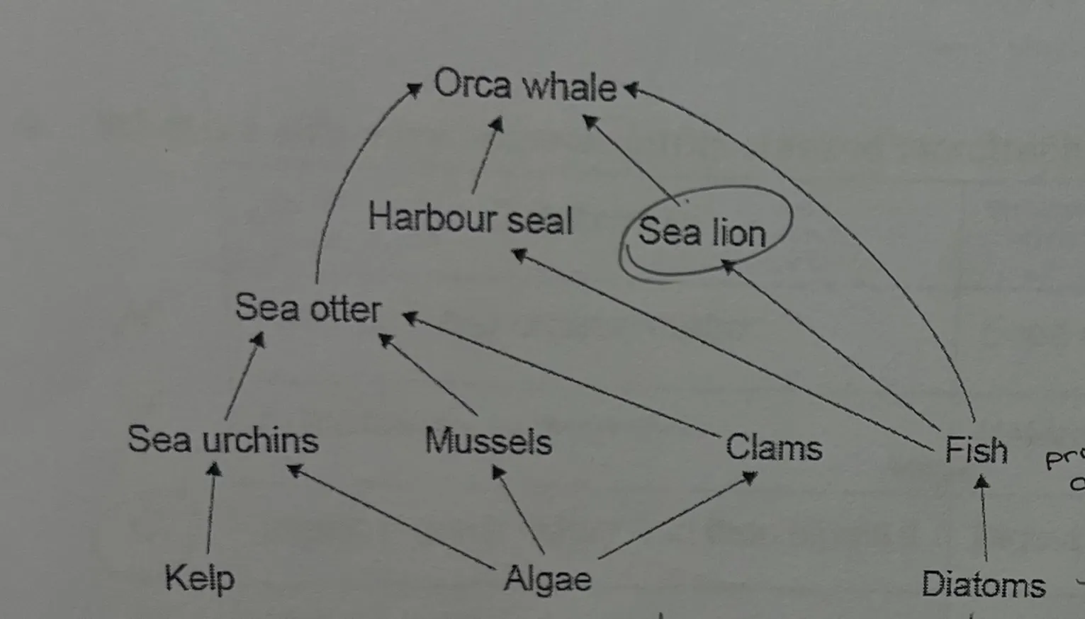 <p>outline a reason that the orca whale would be difficult to represent in a pyramid of energy [1]</p>