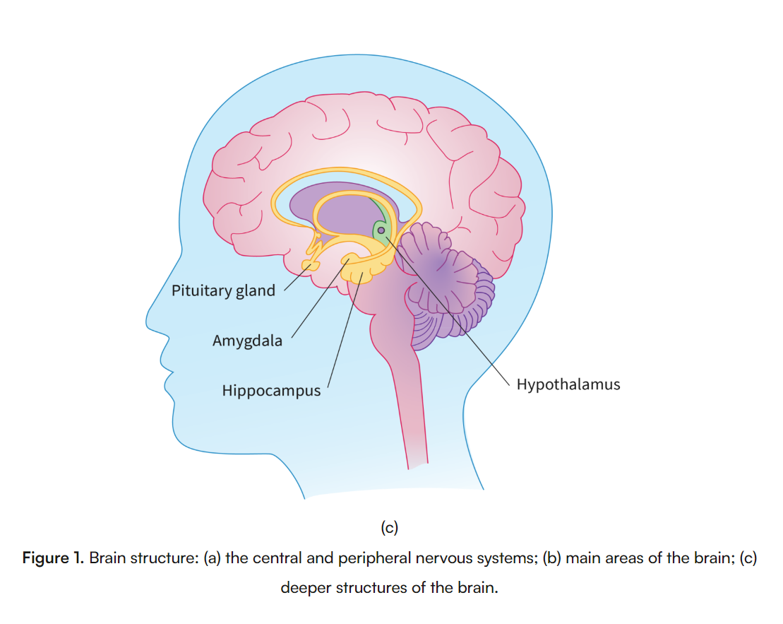 <p> </p><p>link between nervous and endocrine systems.<br>-  monitors temperature, hunger, and thirst<br>- Sends signals through nerves for quick responses<br>- Triggers hormone release for longer-term changes</p><ol><li><p>The <strong>nervous system</strong> enables quick responses by transmitting electrical signals through neurons, allowing for immediate reactions to stimuli.</p></li><li><p>The <strong>endocrine system</strong> produces hormones that create long-lasting effects, influencing processes like growth and metabolism over time.</p></li><li><p>These systems integrate through the <strong>hypothalamus</strong>, which coordinates their activities to maintain balance and homeostasis in the body.</p></li></ol><p></p>