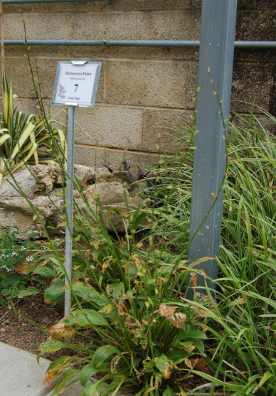 <p>thinner petioles, denser clustered petioles, destroyed by deer, resistant otherwise</p>
