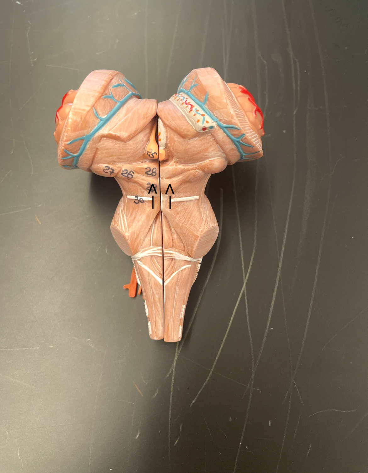 <p>ID structure </p>