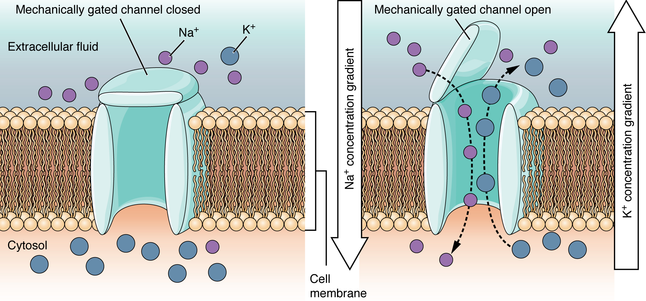 <p>mechanically gated channel</p>