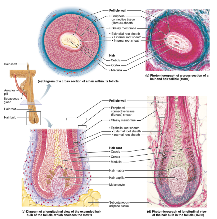 <ul><li><p>cuticle: single layer of overlapping cells</p></li><li><p>Cortex: several layers of flattened keratinocytes; pigment is here</p></li><li><p>medulla: large cells separated by air spaces-absent in fine (vellus) hair</p><ul><li><p>absence of it makes hair softer in females than males</p></li></ul></li></ul><p></p>