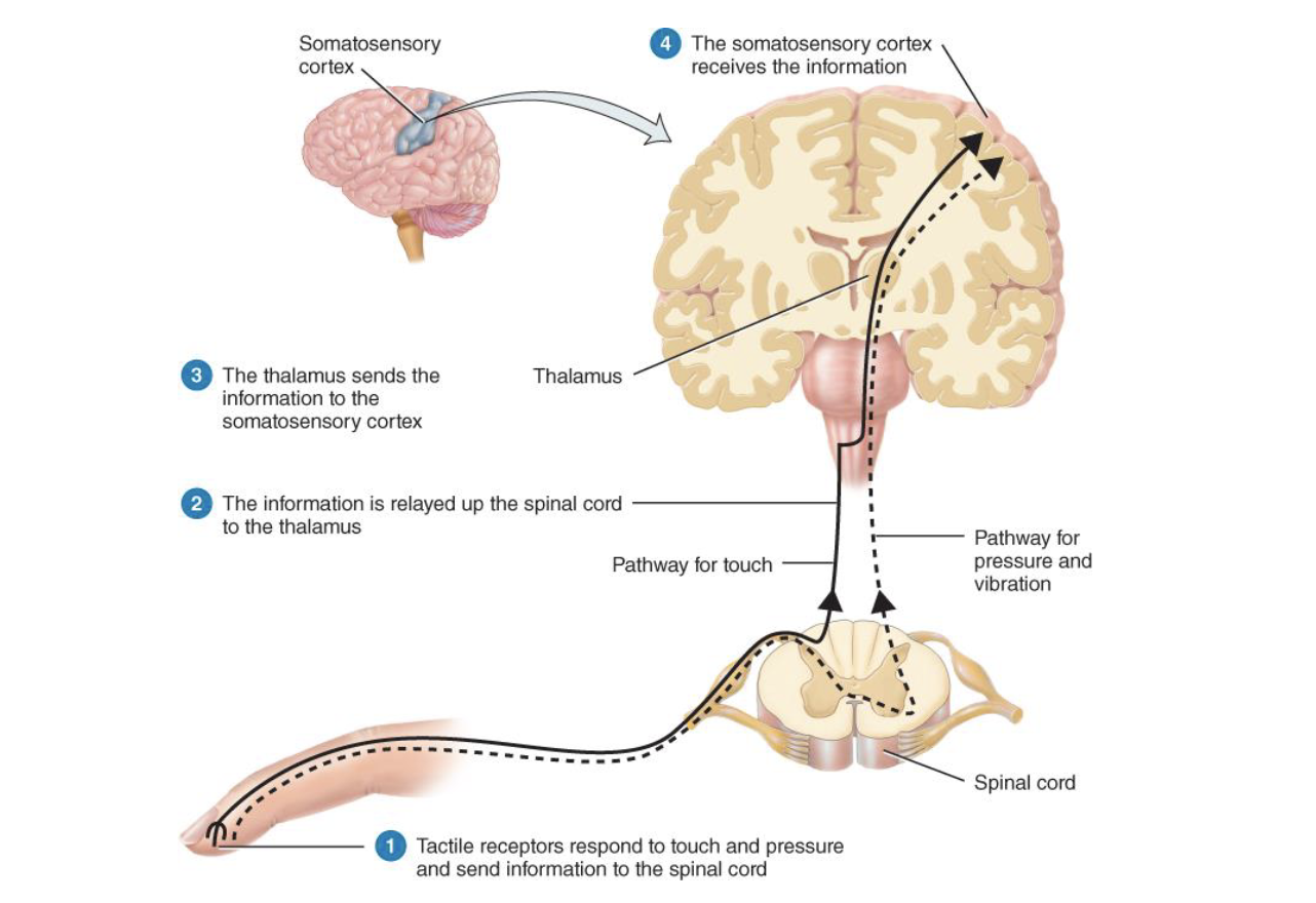 <p>1) get a tactile stimulus that is then sent to the spinal cord (one for touch and one for pressure+vibration)</p><p>2) Then it gets sent to the thalamus&nbsp; (relay sensory information)</p><p>3) Then sent to the somatosensory cortex which then processes the info</p>