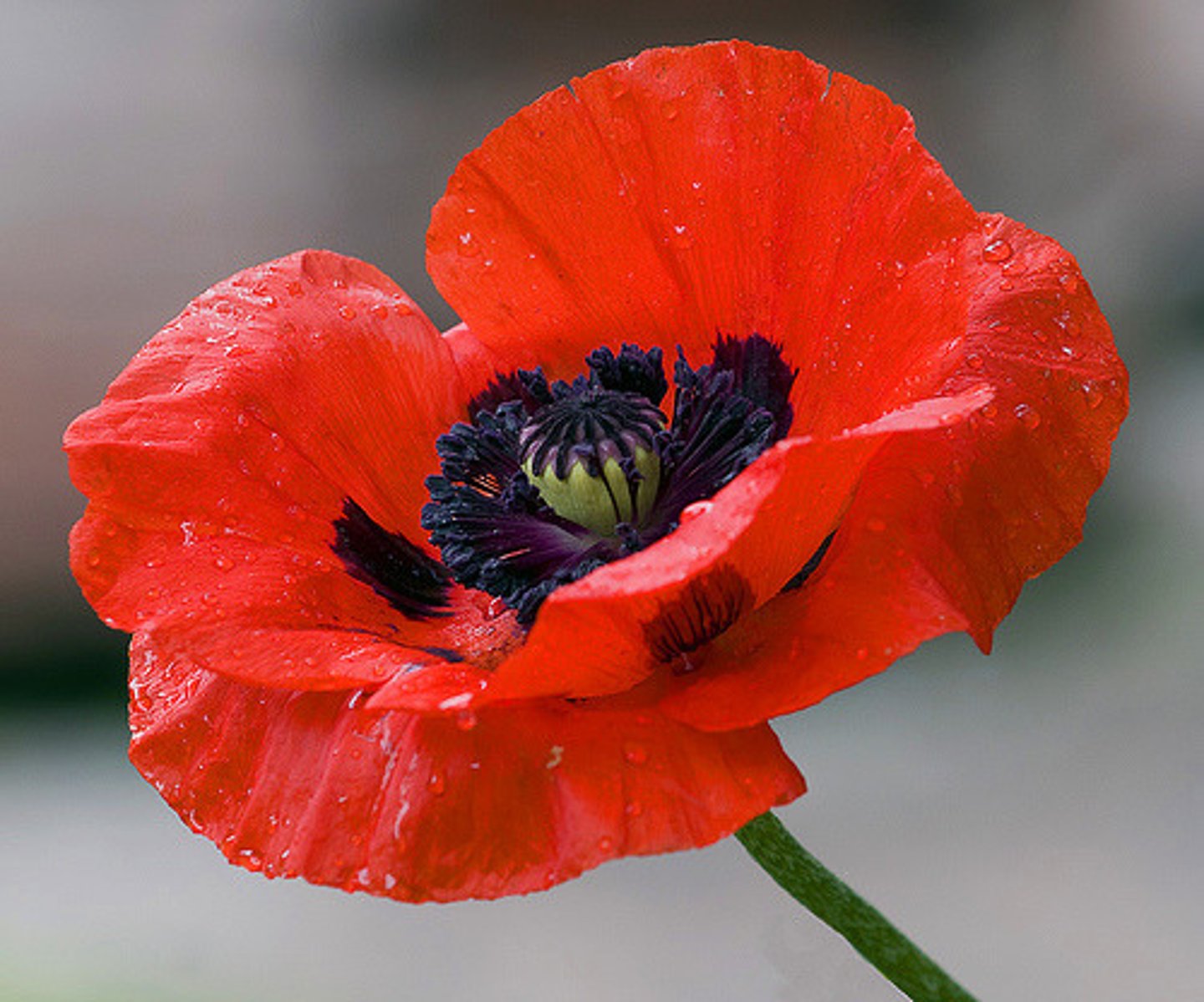 <p>a poppy</p>