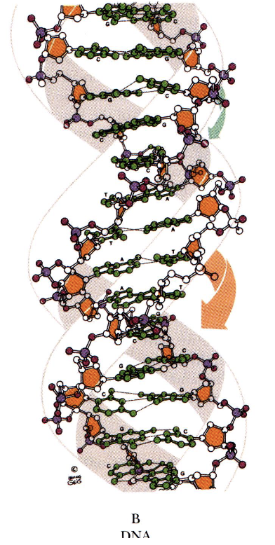 <p>polynucleotide strands are antiparallel</p><p>bases in opposing strands are complementary</p><p>10 bp per turn</p><p>helix coils clockwise- right handed</p><p>major and minor grooves</p>