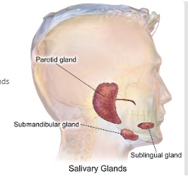 <p>parotid glands</p><p>submandibular glands</p><p>sublingual glands </p>