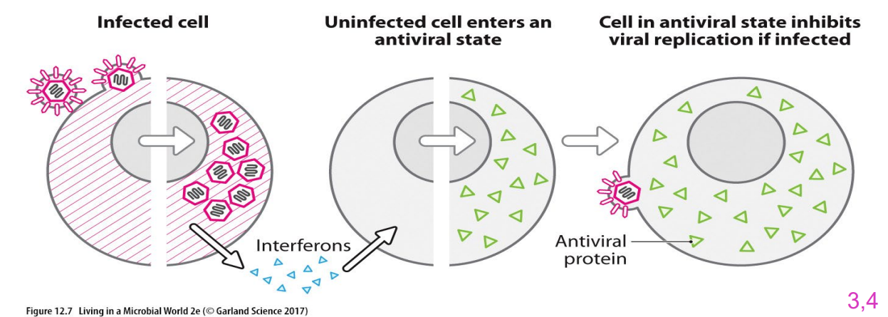 <p>Cytokines that interfere with viral replication and spread</p><p>- IFNs made by infected cell in response to viral replication</p><p>- Act on neighbour to induce an antiviral state</p><p>- cell in antiviral state donot allow viral replication</p><p>- contribute to flu-like symptoms of aches, headaches, chill</p><p>.</p><p>- basically to get rid of a virus we have to kill the host cell, which isn't always viable since that means we kill everything</p><p>- hence we use interferons, which are a cytokine that interfere with viral replication</p>
