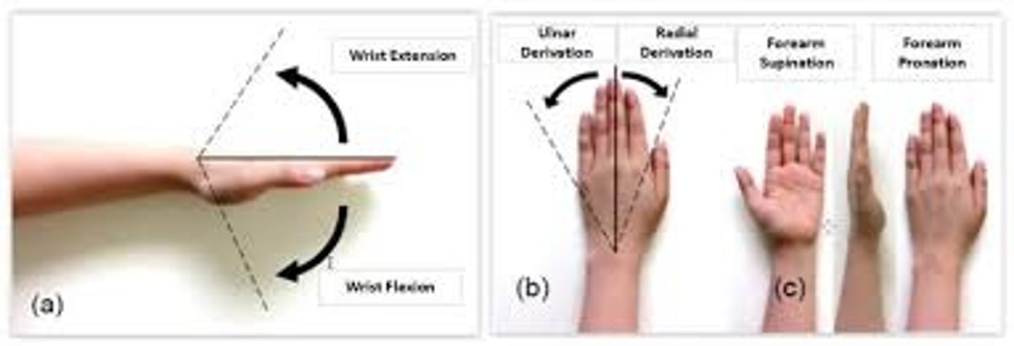 <p>Radial flexion or deviation (AB)</p><p>Move wrist outwards or away from midline of body</p><p>deviate towards radius</p><p>Ulnar flexion or deviation (AD)</p><p>Moves wrist inward ot towards the midline of body</p><p>Deviate towards ulna</p>