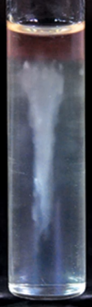 <p>What this Thioglycollate result tube indicates?</p><p>Growth in center of tube, but not at the top or bottom</p>