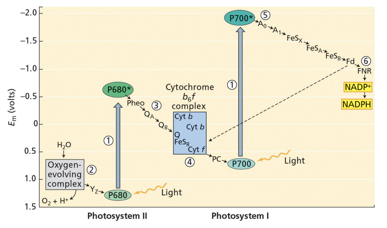 <ol><li><p>light oxidizes P700</p></li><li><p>plastocyanin reduces P700</p></li><li><p>P700 reduces A0 quinone</p></li><li><p>A0 quinones transfers electrons through a series of FeS proteins</p></li><li><p>FeSB reduces soluble ferredoxin</p></li><li><p>reduced ferredoxin transfers electrons to FNR</p></li><li><p>FNR reduces NADP+ to NADPH → removes protons from the stroma</p></li></ol><p></p>
