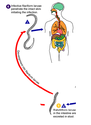 <ul><li><p><span>Rhabditiform larvae hatch from egg, mature into filariform larvae</span></p></li><li><p><span>Penetrate intact skin of human host</span></p></li><li><p><span>Moves into the auto-infective cycle from there</span></p></li></ul><p></p>