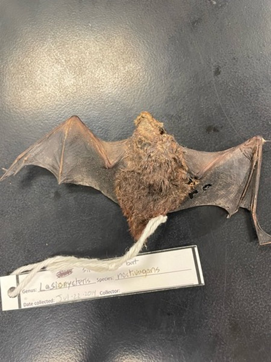 <p>Family: Vespertilionidae</p><p>Genus & Species: Lasionycteris noctivagans</p>