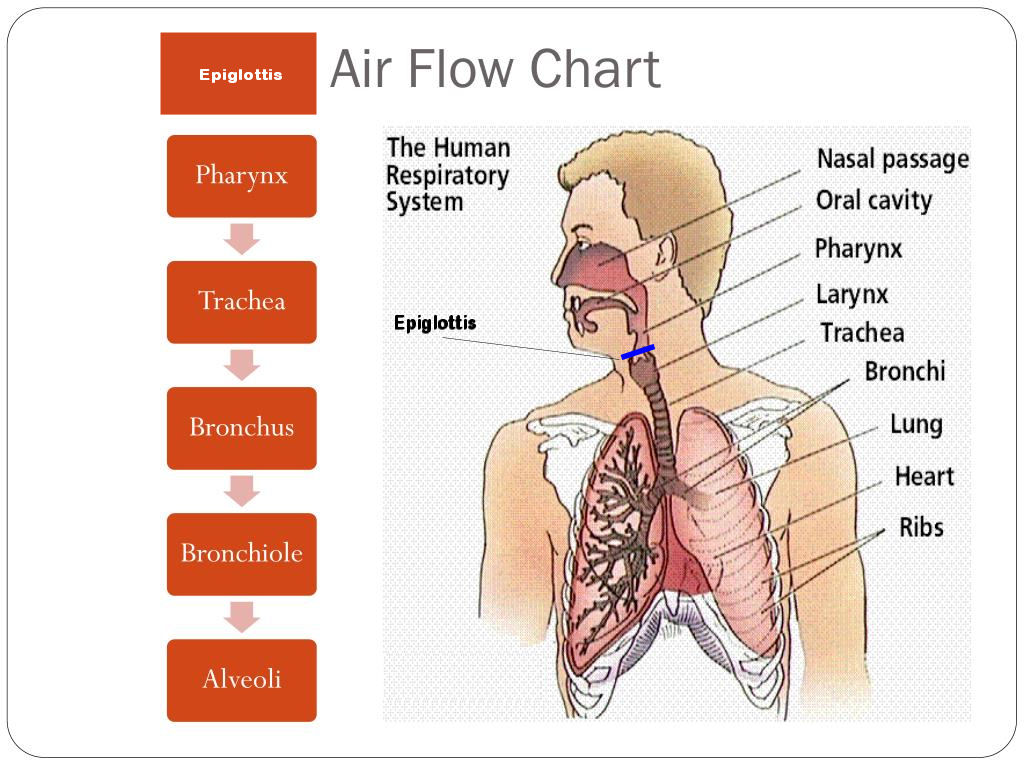 <ol><li><p>epiglottis</p></li><li><p>trachea</p></li><li><p>bronchi (broncos and bronchioles)</p></li><li><p>alveoli</p></li></ol>