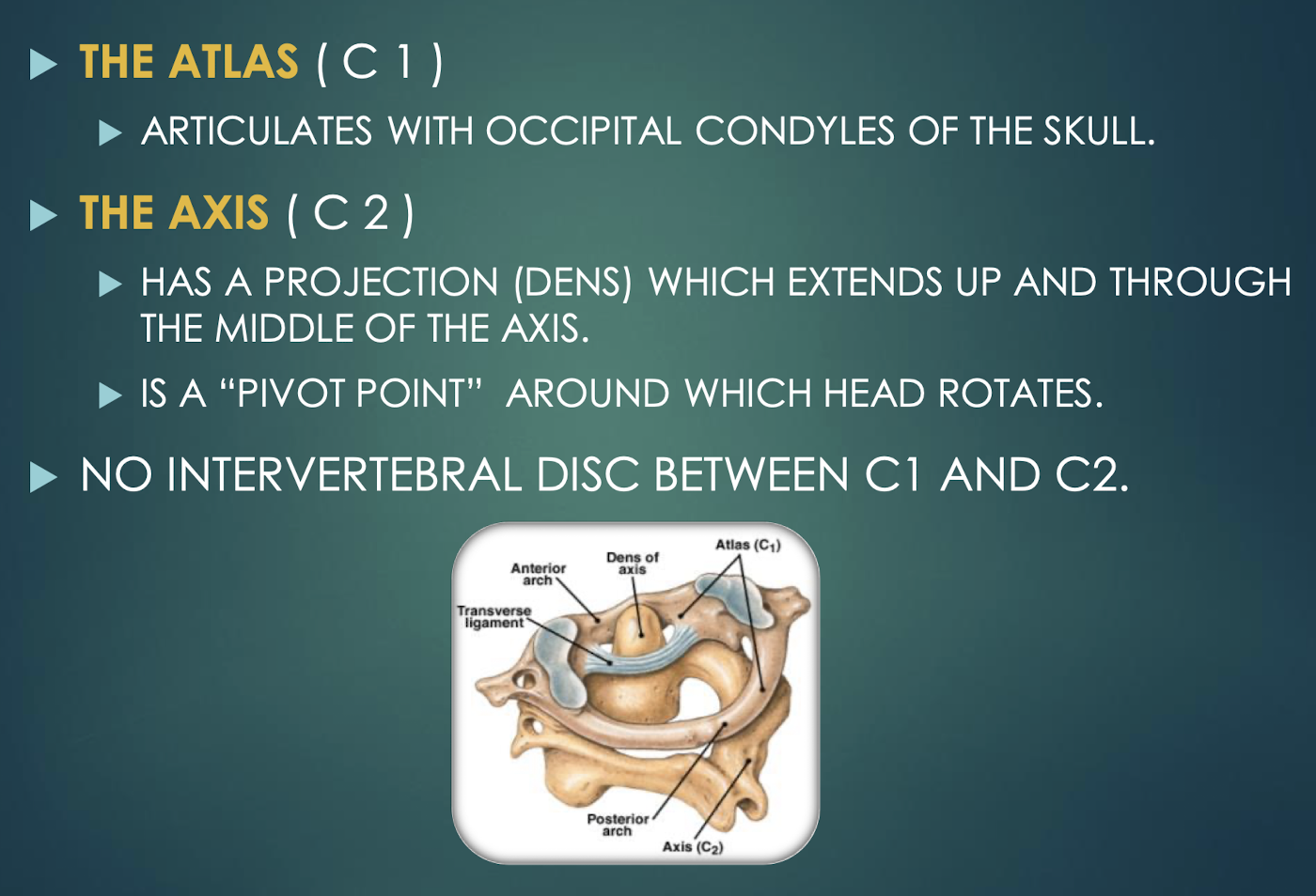 <p>Atlas (C1)</p>
