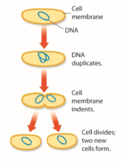 <p>Undergo binary fission; cell duplicates, cell membrane indents, cell divides and two new cells form</p>