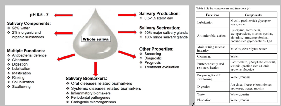 <p>Summarise functions, components and other features of saliva </p>