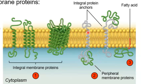 <ol><li><p><strong>integral</strong> membrane proteins spans across the lipid bilayer</p><ul><li><p>transport nutrients/ions, cell-cell communication, attachment</p></li></ul></li><li><p><strong>peripheral</strong> membrane proteins associate with the surface of the bilayer</p></li><li><p><strong>lipid-anchored </strong>proteins are attached to a lipid in the bilayer</p></li></ol><p></p>