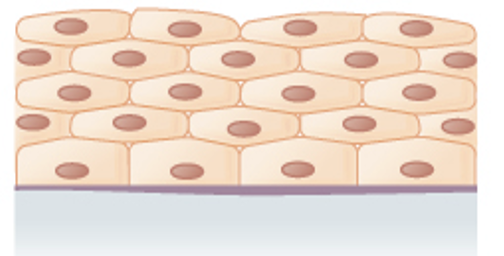<p>Line the esophagus, mouth, and vagina</p>