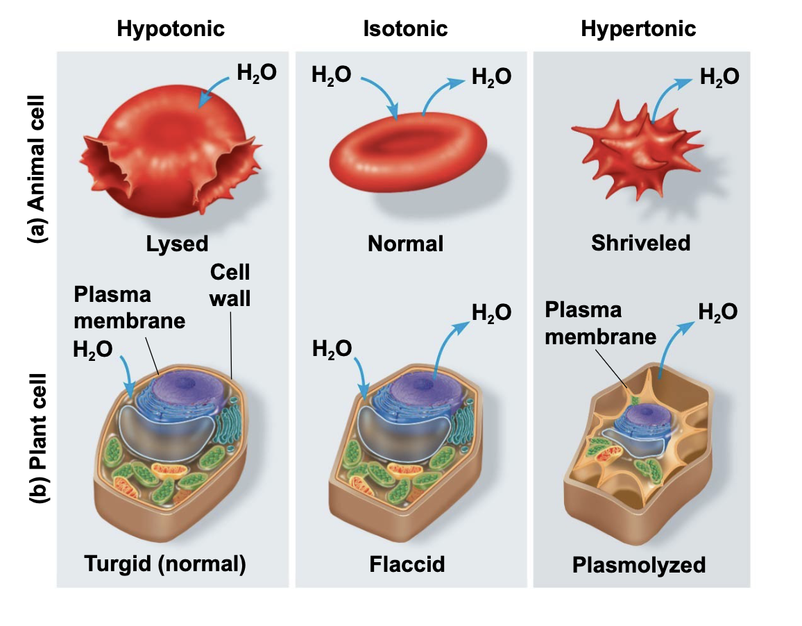.Tonicity is the ability of a surrounding solution to cause a cell to gain or lose water \n .Isotonic solution: Solute concentration is the same as that inside the cell; no net water movement across the plasma membrane \n .Hypertonic solution: Solute concentration is greater than that inside the cell; cell loses water \n .Hypotonic solution: Solute concentration is less than that inside the cell; cell gains water